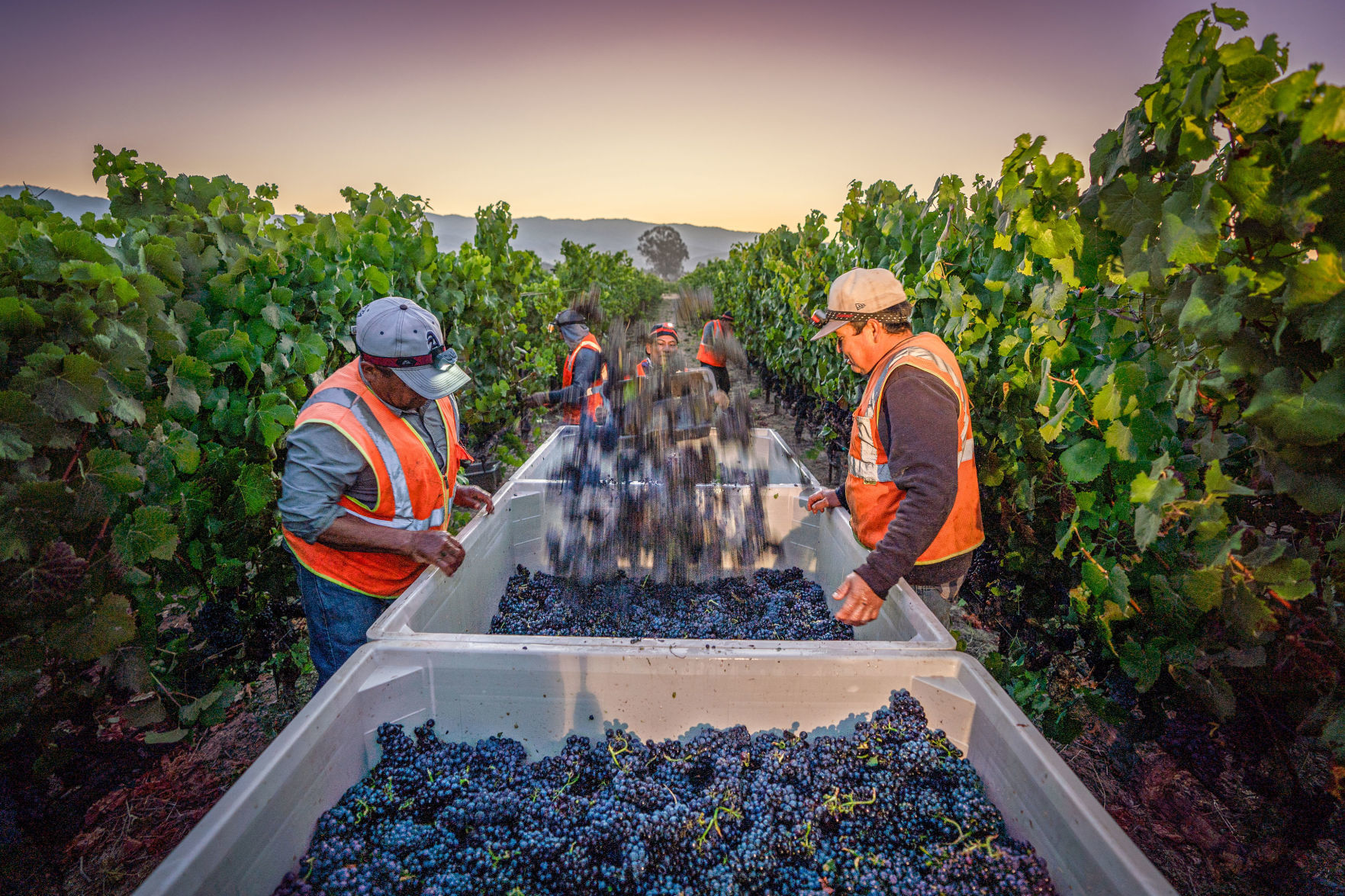 Napa Valley grape harvest 2019